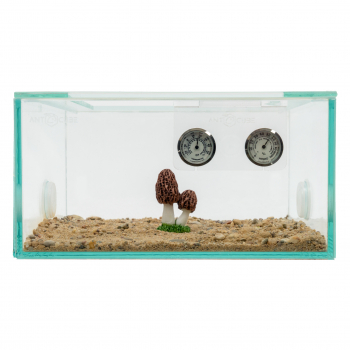 Preview: Forest mushroom